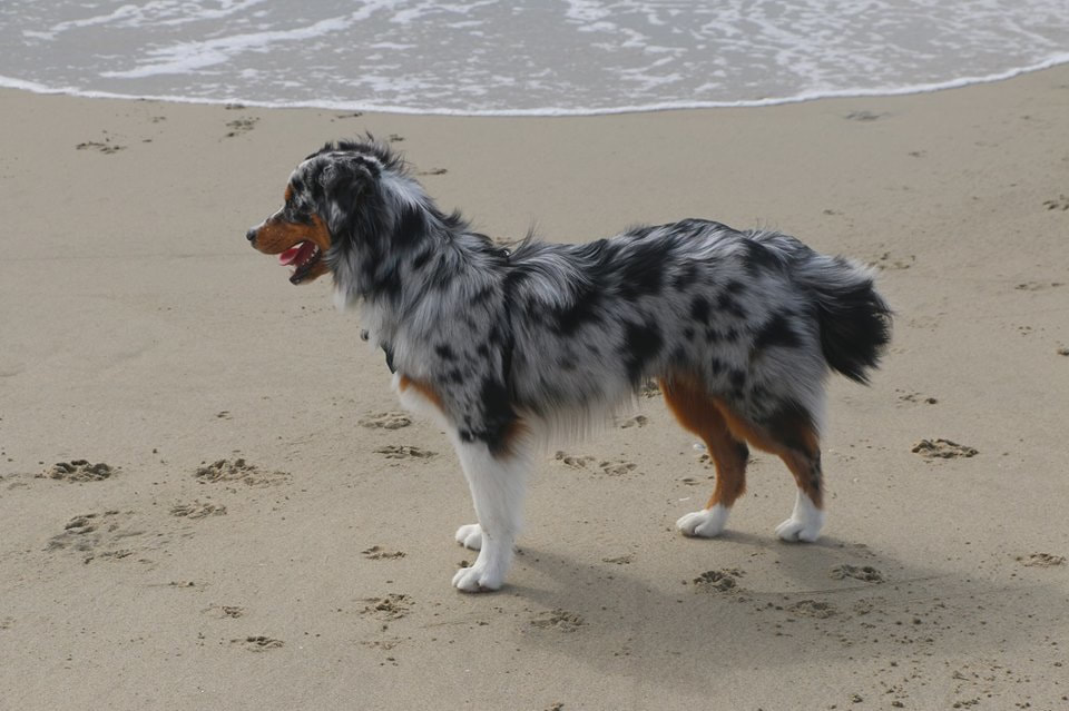 miniature american shepherd with tail